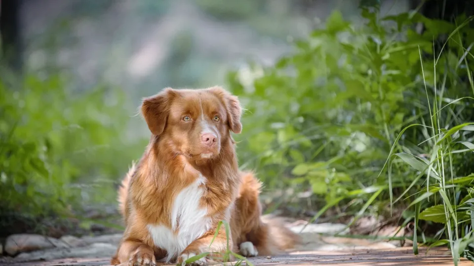 Retriever (Nova Scotia Duck Tolling)